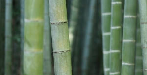 Bambù - Scopri come coltivarli