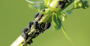 Gli afidi delle piante - Come riconoscerli e combatterli