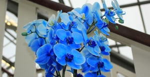 Orchidea blu: esiste davvero in natura?