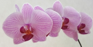 Orchidea: come curarla