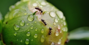 Come eliminare le formiche: rimedi e consigli
