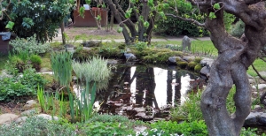 Realizzare un laghetto da giardino: cosa c'è da sapere