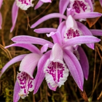 Orchidea Pleione