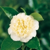 Camellia JAPONICA 'Jury's Yellow'