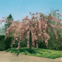 Prunus 'KIKU-SHIDARE-ZAKURA' (Ciliegio da fiore del Giappone)
