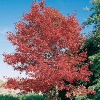 Quercus RUBRA (Quercia rossa americana)