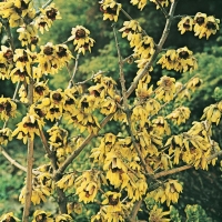 Chimonanthus PRAECOX (Calicanto d'inverno)