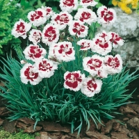 Dianthus (Gruppo Plumarius)
