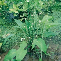 Alisma plantago-aquatica (Piantaggine d'acqua)