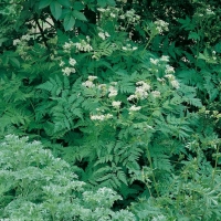 Cerfoglio perenne - Finocchiella - Myrrhis odorata