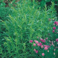 Estragone - Artemisia dracunculus