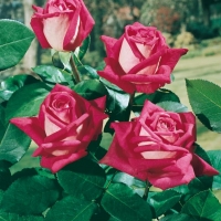 Principali Varietà di Rose a Grandi Fiori