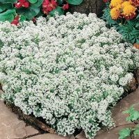 Alyssum maritimum bianco (Alisso)