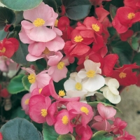 Begonia semperflorens (Begonia)