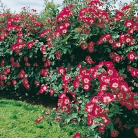 Rosai arbustivi a vegetazione eretta