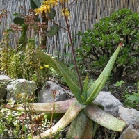 Aloe burhii
