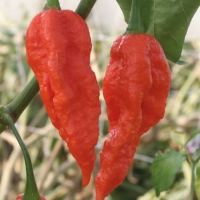 Peperoncino Fatalii red