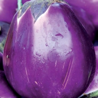 Melanzana tonda violetta - Solanum melongena