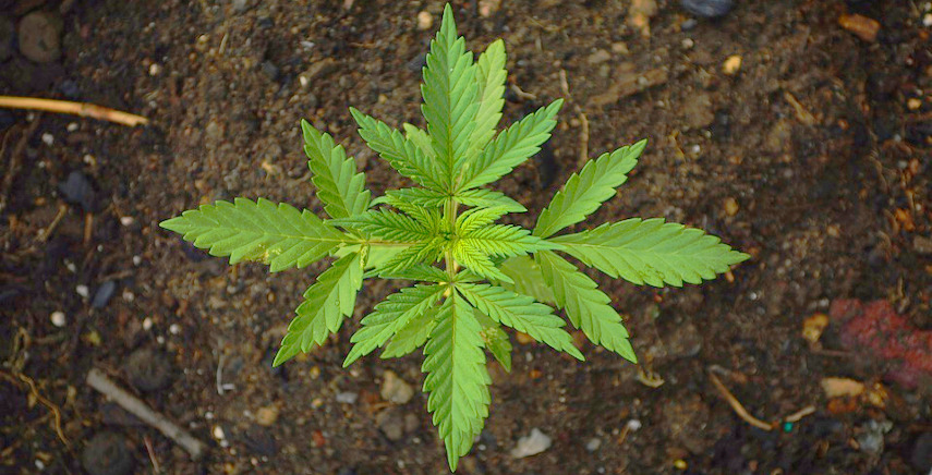 Cannabis Legale - Vendita, uso e confronto con quella illega